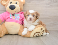 5 week old Saussie Puppy For Sale - Lone Star Pups