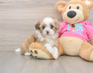 5 week old Saussie Puppy For Sale - Lone Star Pups