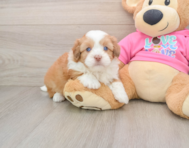 5 week old Saussie Puppy For Sale - Lone Star Pups