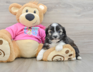 5 week old Saussie Puppy For Sale - Lone Star Pups