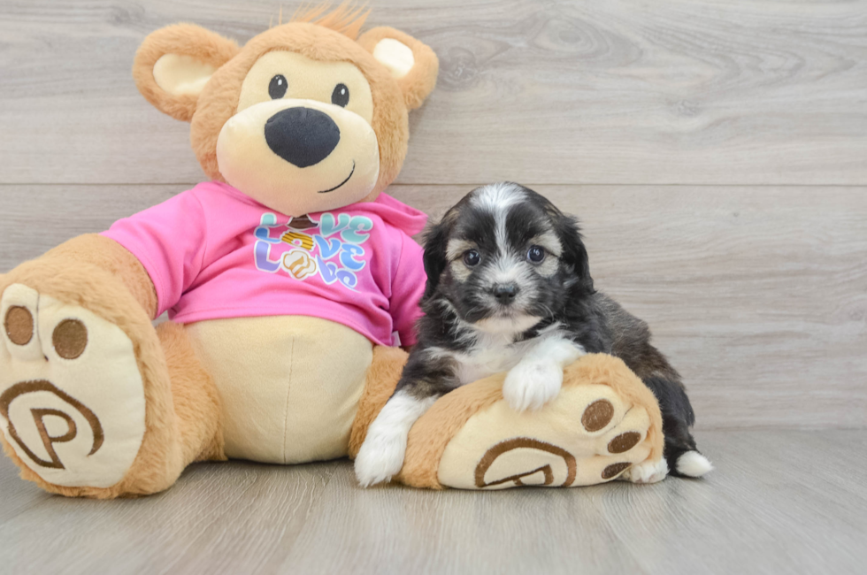 6 week old Saussie Puppy For Sale - Lone Star Pups
