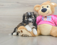 5 week old Saussie Puppy For Sale - Lone Star Pups