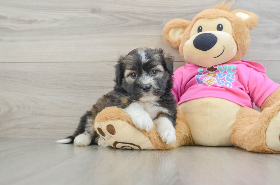 6 week old Saussie Puppy For Sale - Lone Star Pups