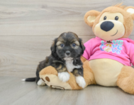 5 week old Saussie Puppy For Sale - Lone Star Pups