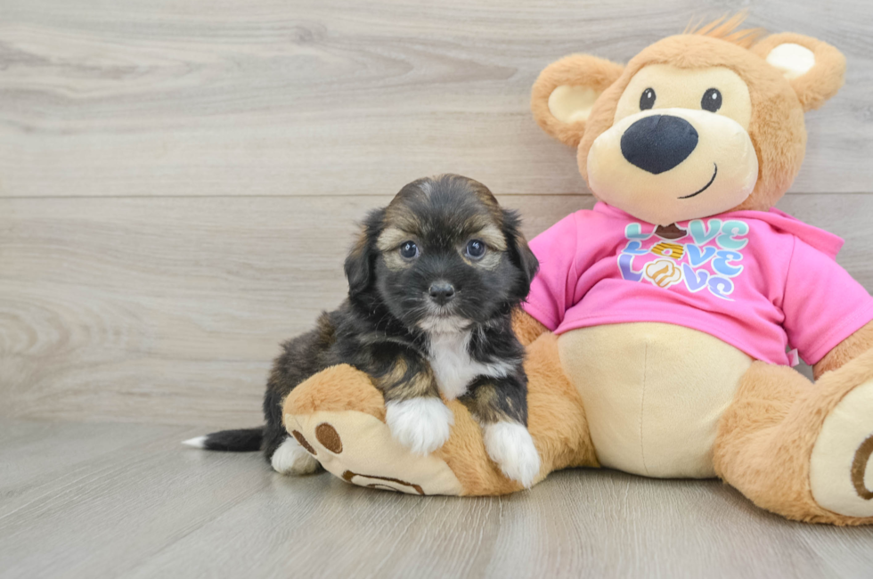 6 week old Saussie Puppy For Sale - Lone Star Pups