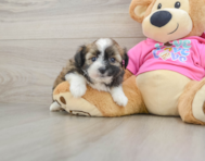 5 week old Saussie Puppy For Sale - Lone Star Pups