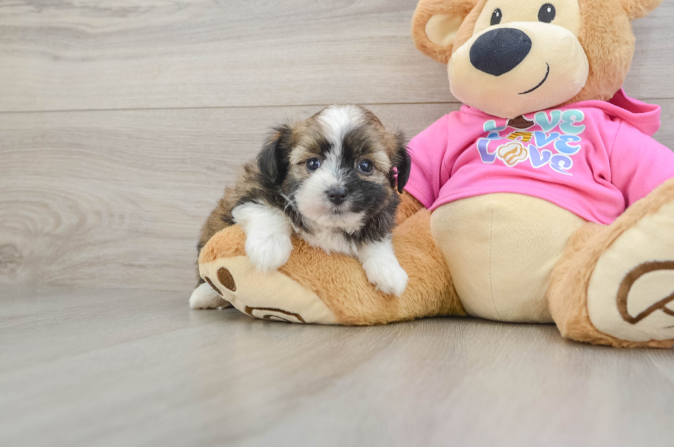 6 week old Saussie Puppy For Sale - Lone Star Pups