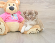 5 week old Saussie Puppy For Sale - Lone Star Pups