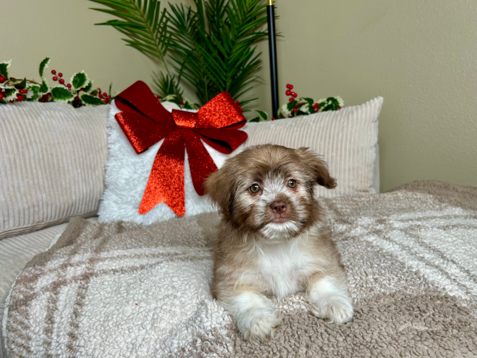 Cute Ausstzu Designer Puppy