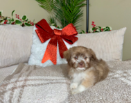 10 week old Saussie Puppy For Sale - Lone Star Pups