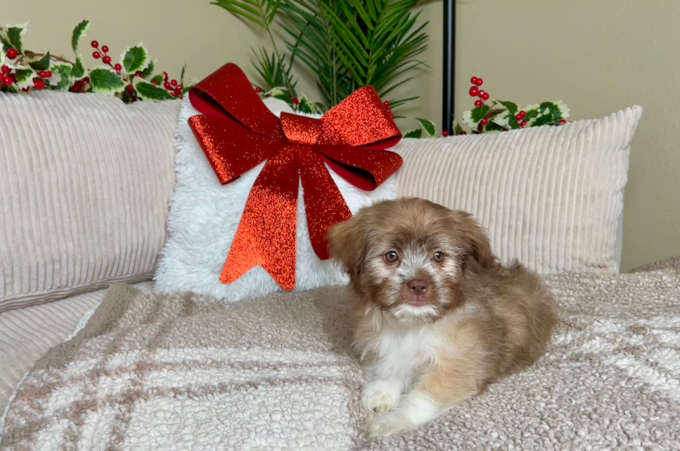 9 week old Saussie Puppy For Sale - Lone Star Pups