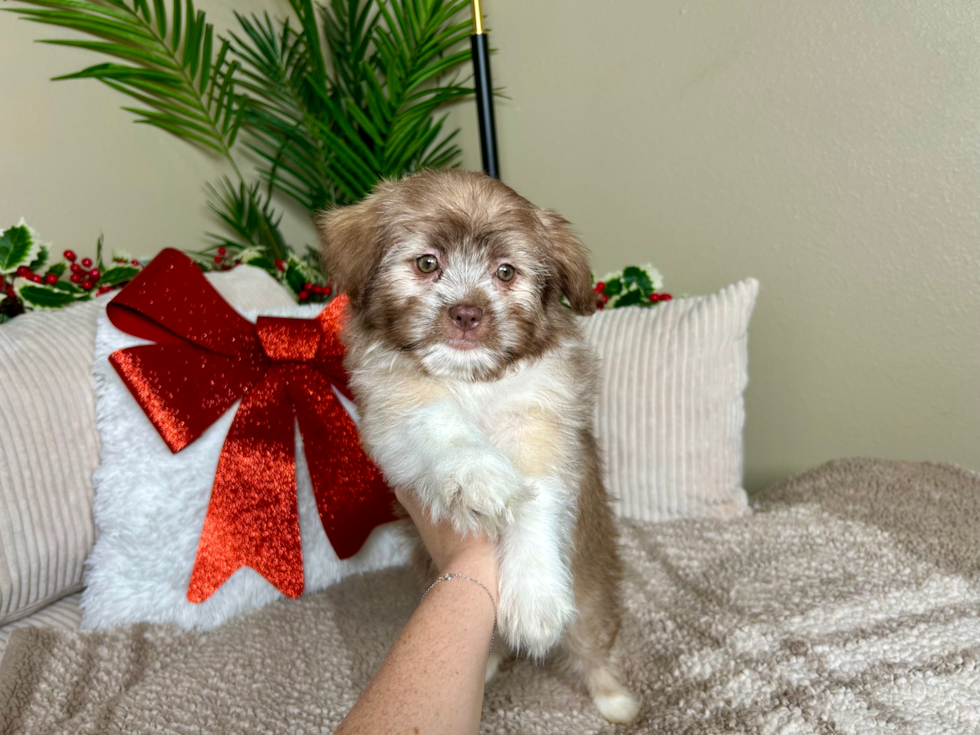 Cute Ausstzu Designer Puppy