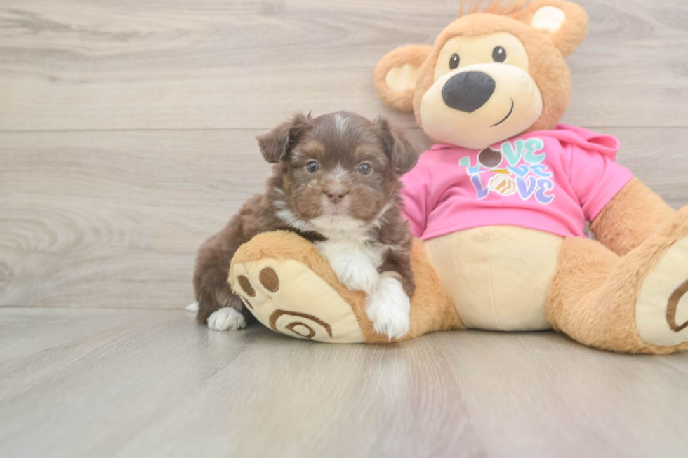 Saussie Puppy for Adoption