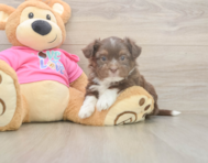 5 week old Saussie Puppy For Sale - Lone Star Pups