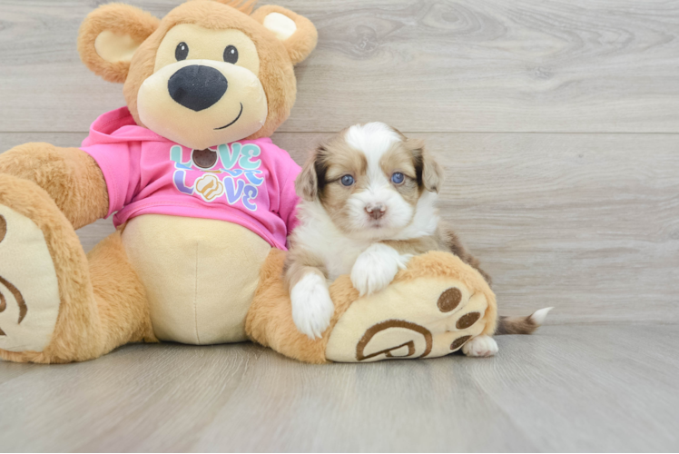 Cute Saussie Baby