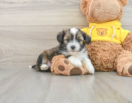 5 week old Saussie Puppy For Sale - Lone Star Pups