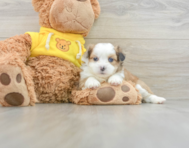 7 week old Saussie Puppy For Sale - Lone Star Pups