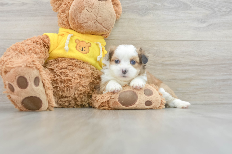 7 week old Saussie Puppy For Sale - Lone Star Pups