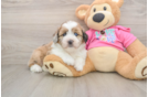 Cute Saussie Baby
