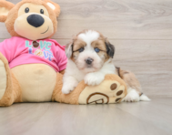 5 week old Saussie Puppy For Sale - Lone Star Pups