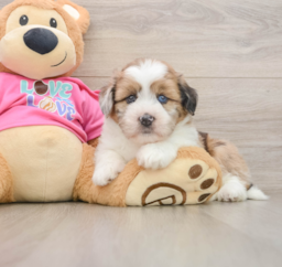 6 week old Saussie Puppy For Sale - Lone Star Pups