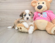 5 week old Saussie Puppy For Sale - Lone Star Pups