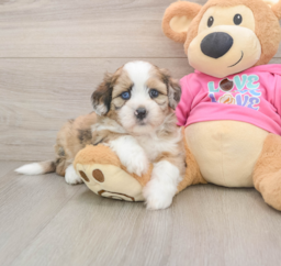 6 week old Saussie Puppy For Sale - Lone Star Pups