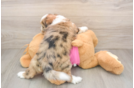Saussie Puppy for Adoption