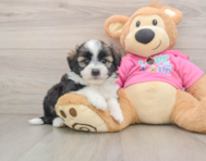 5 week old Saussie Puppy For Sale - Lone Star Pups