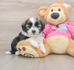 6 week old Saussie Puppy For Sale - Lone Star Pups