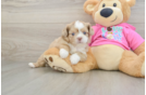 Cute Saussie Designer Pup