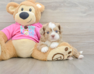 8 week old Saussie Puppy For Sale - Lone Star Pups