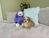9 week old Saussie Puppy For Sale - Lone Star Pups