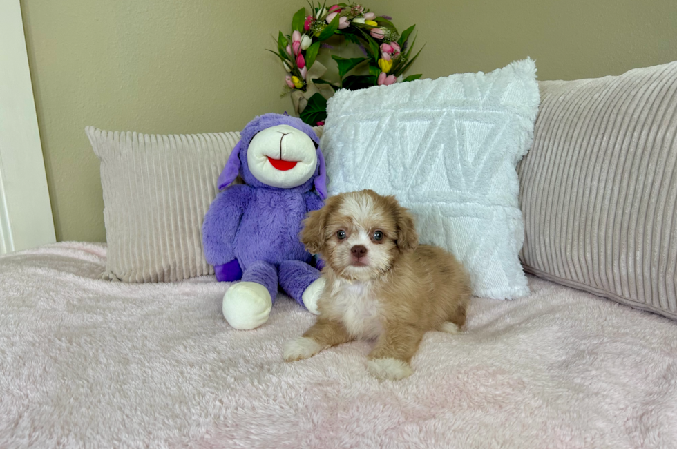 10 week old Saussie Puppy For Sale - Lone Star Pups