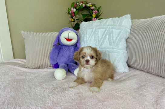 Cute Saussie Designer Pup