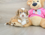 8 week old Saussie Puppy For Sale - Lone Star Pups