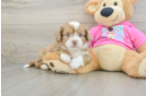 Saussie Pup Being Cute