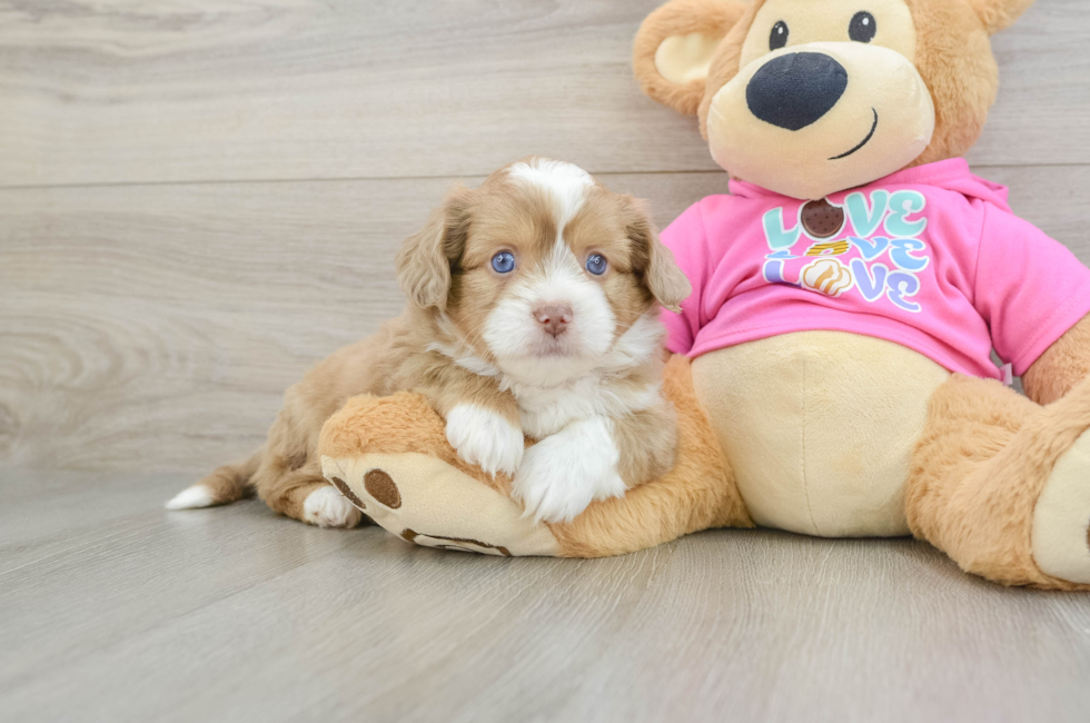 5 week old Saussie Puppy For Sale - Lone Star Pups