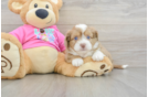 Cute Ausstzu Designer Puppy