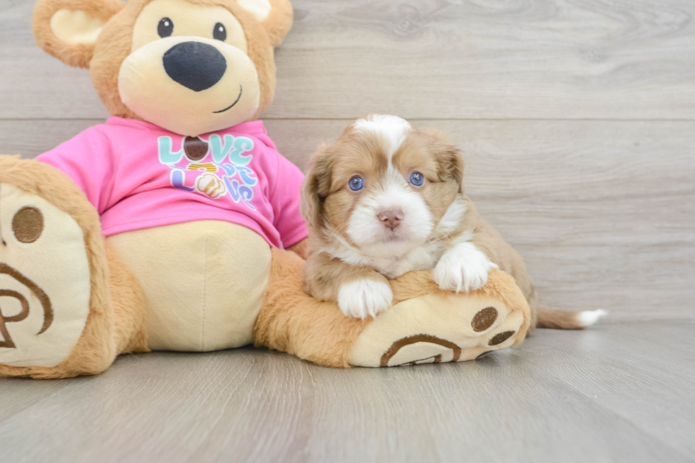 Cute Ausstzu Designer Puppy