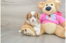 Cute Ausstzu Designer Puppy
