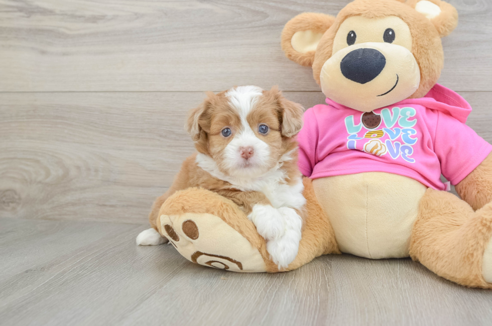 5 week old Saussie Puppy For Sale - Lone Star Pups