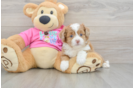 Cute Saussie Designer Pup