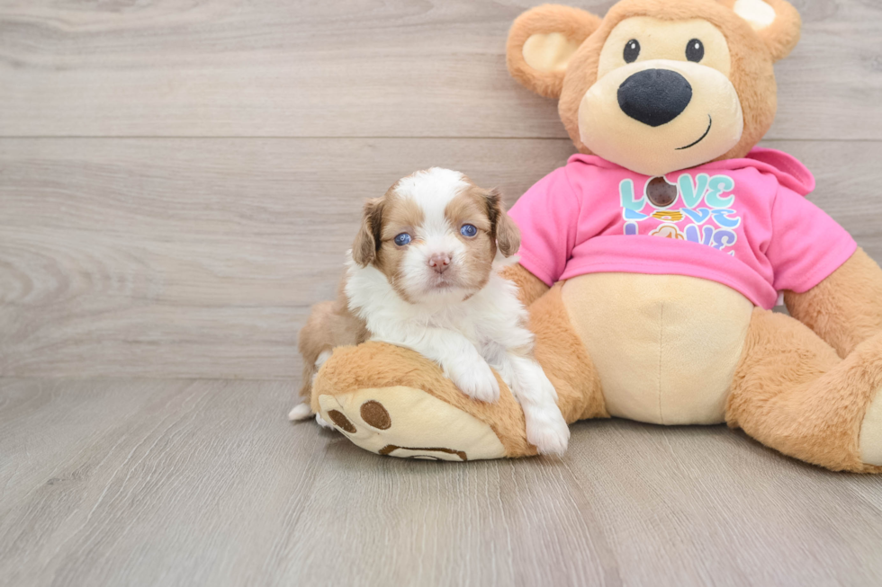 Saussie Puppy for Adoption