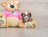 5 week old Saussie Puppy For Sale - Lone Star Pups