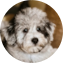 Mini Schnoodle Puppy For Sale - Lone Star Pups Mini Schnoodle Puppy For Sale - Lone Star Pups