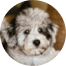 Mini Schnoodle Puppies For Sale - Lone Star Pups Mini Schnoodle Puppies For Sale - Lone Star Pups