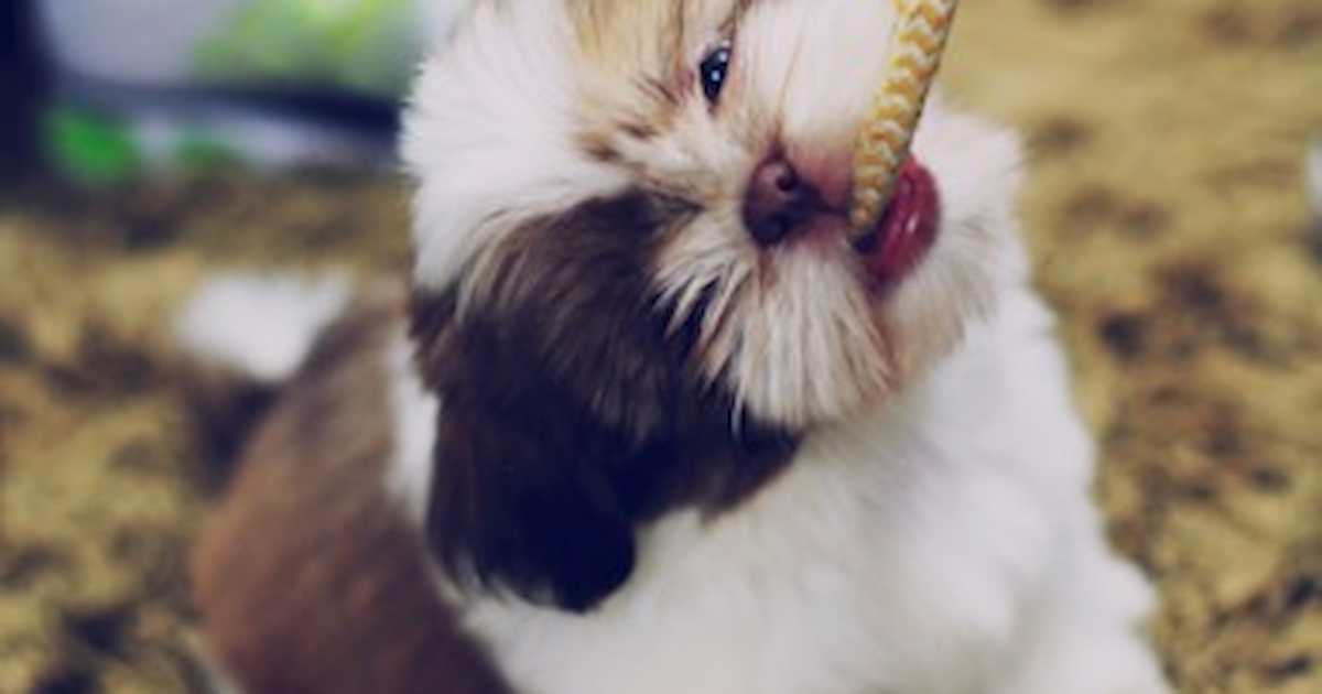 Shih Tzu Dogs Under 300 Dollars Near Me Purebred Shih Tzu Puppies
