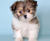 Shih Pom Puppies For Sale Lone Star Pups