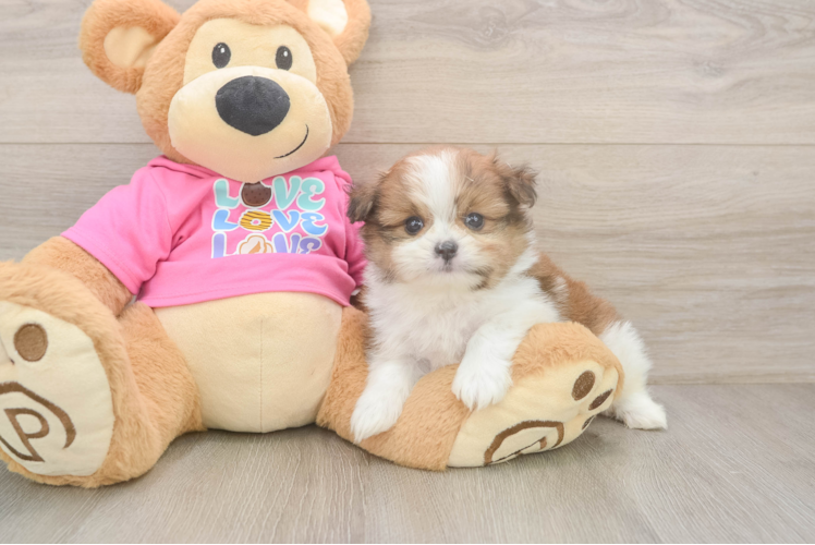 Best Shih Pom Baby